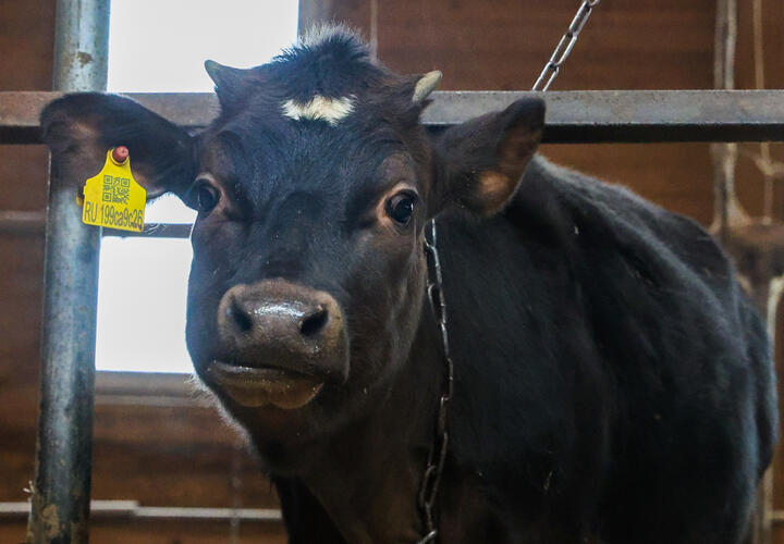 Передаётся ли через молоко и мясо лейкоз, которым заразились коровы на Кубани