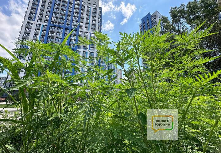 Пыльца амброзии, растущей на Кубани, может привести к летальному исходу