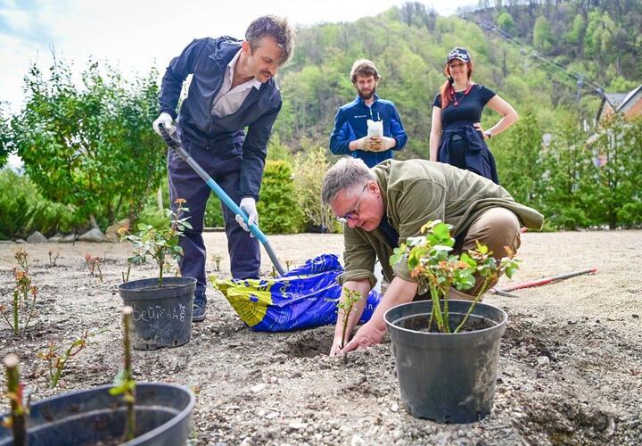  Российский селекционер назвал новый сорт розы в честь горного курорта в Сочи