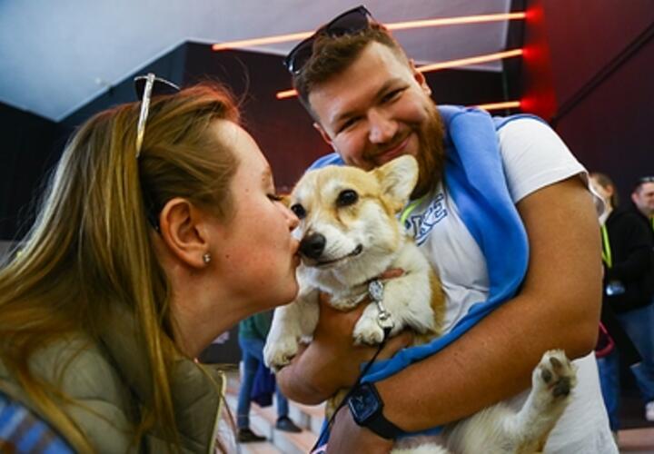 Собаки умеют анализировать человеческие разговоры, выяснили учёные