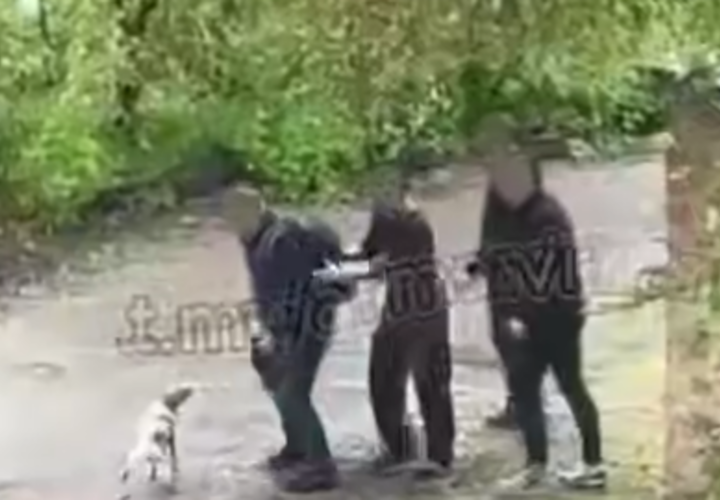 В Армавире мужчины набросились с кулаками на прохожего за просьбу отогнать собаку