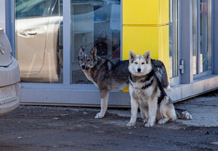 В Краснодаре собак, привязанных к железнодорожным путям, переехал поезд