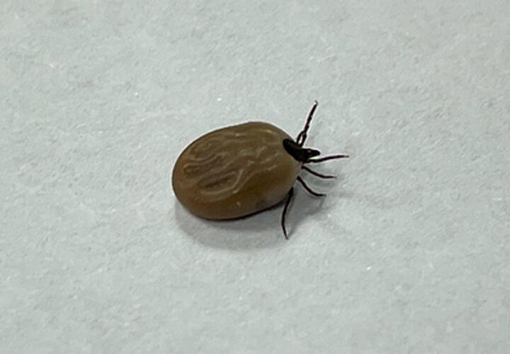 В Краснодарском крае резко возросло количество людей, укушенных клещами