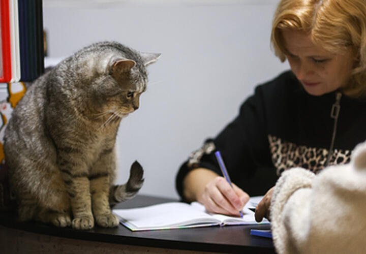 В Москве появились психологи для кастрированных котов