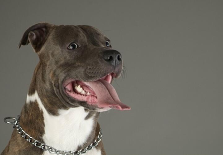 В Сочи два стаффорда искусали пенсионерку