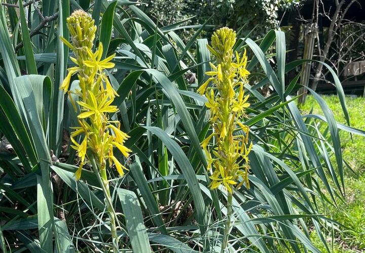 В Сочи «королевская трость» покрылась желтыми цветками