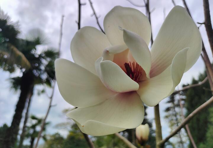В сочинском Дендрарии впервые за 10 лет зацвела Кэмпбелла