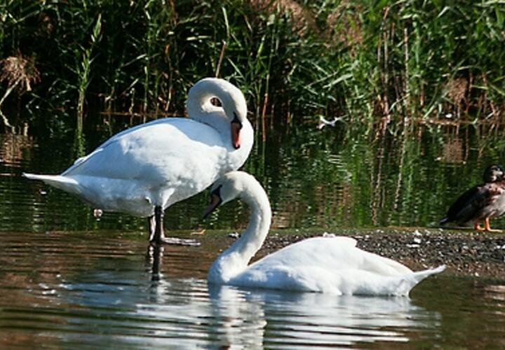 Весна возвращается: синоптики рассказали, какая погода ждёт кубанцев в понедельник, 14 апреля