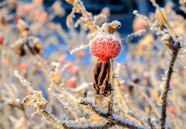 Заморозки до -6 градусов идут на Краснодарский край 