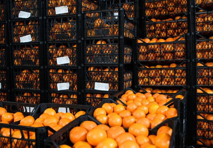 25 тонн апельсинов с опасными личинками хотели провезти в Краснодарский край