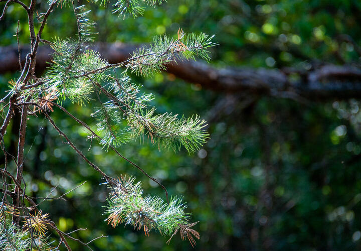 Администрацию парка Галицкого в Краснодаре обвинили в том, что они плохо следят за растениями