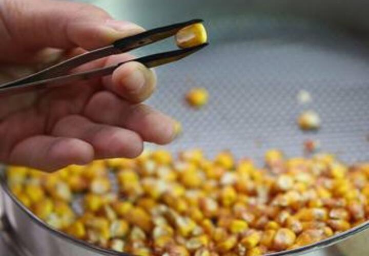 Более двух тонн семян кукурузы из Сербии не доедут до своих получателей на Кубани