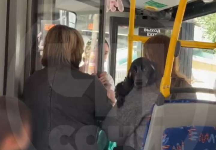 Конфликтная собачница устроила в автобусе Сочи перепалку с водителем