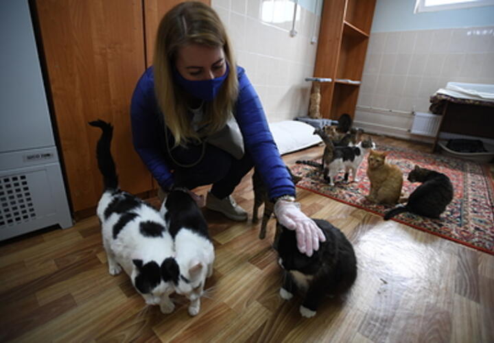 Кошек можно больше не бояться: лекарство для аллергиков придумали российский учёные