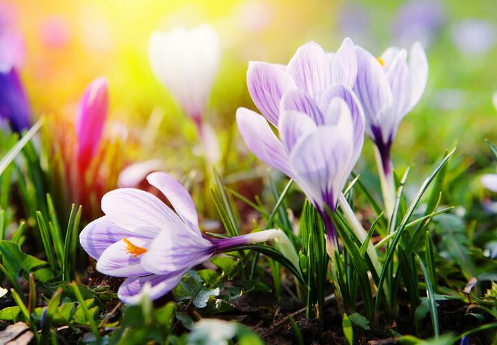 Любители весенних фото топчут крокусы в парке Галицкого