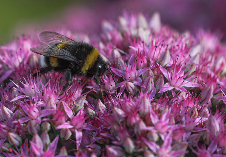 На Кубани задержали фургон, нелегально перевозивший 2000 пчелосемей 