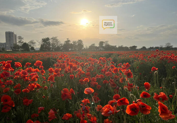 Не только парк Галицкого: в Краснодаре появилась новая локация для фотоссесий