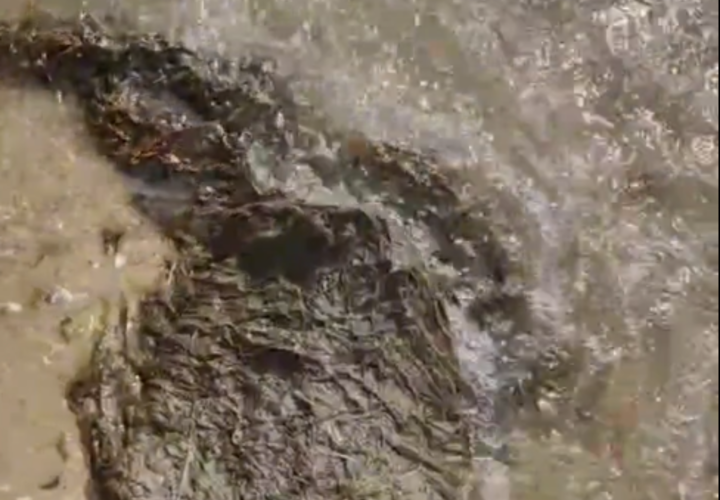 Не успели убрать мазут, появилась камка: почему туристы продолжают лезть в грязное море в Анапе