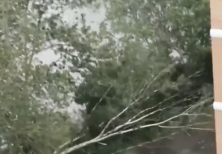 Непогода обрушилась: на Кубани сильный ветер валит деревья