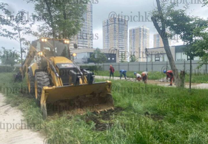 Новые деревья вырубили на бульваре Ушакова в Краснодаре