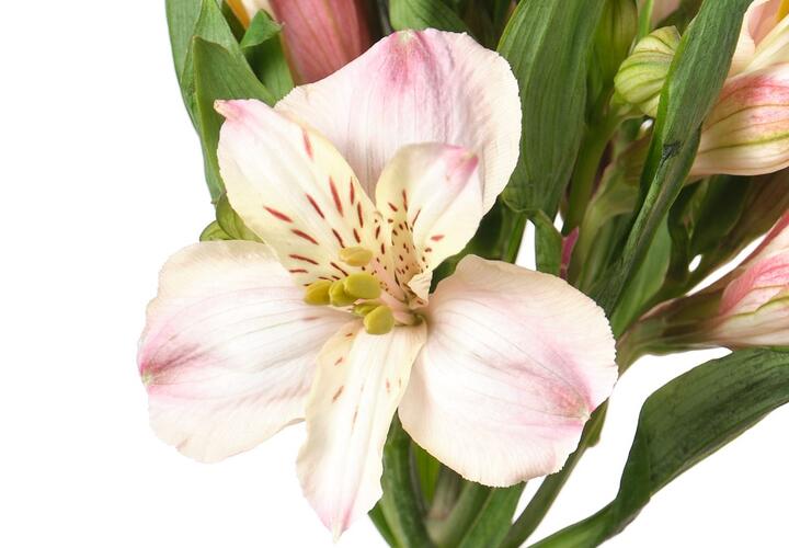 Почти 3000 цветов из Армении не доедут до российских покупателей