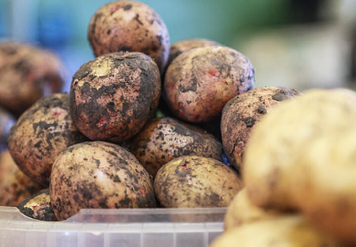 «У Лукашенко тоже ничего не осталось»: в Кремле заговорили о дефиците и росте цен на картошку  