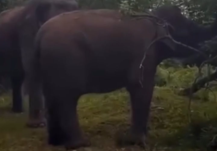 В Сочи на чайных плантациях появились слоны