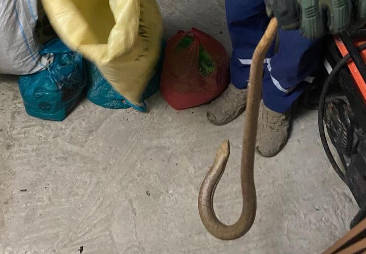 Жильцы ужаснулись от увиденного: в дом к новороссийцам заползла огромная змея