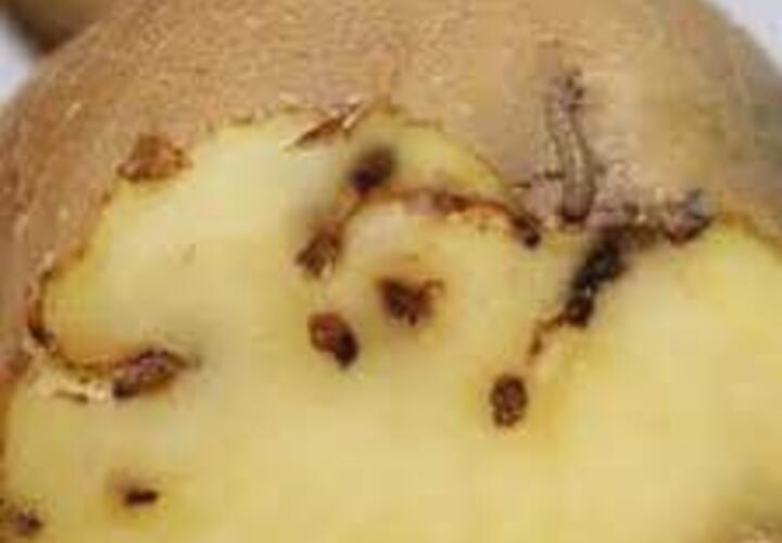 Более 192 тонн картофеля из Египта забраковали на таможне в Новороссийске