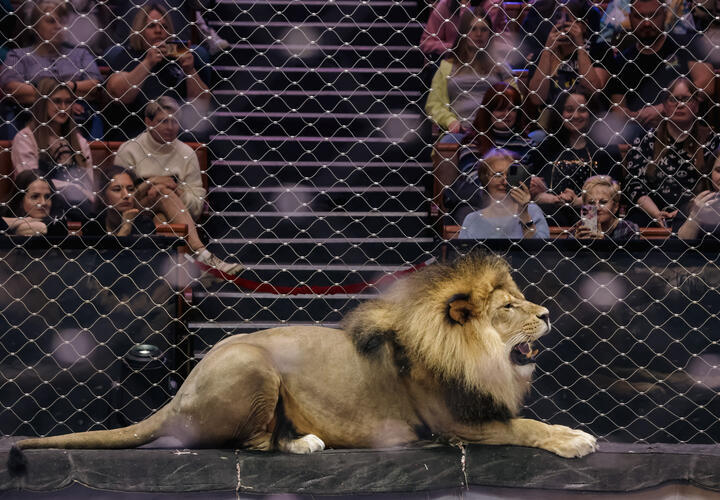 Что будет со львом, набросившимся на директора парка в Крыму и разорвавшим ему шею и грудь 