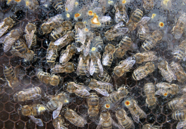 Детей не выпускают и сами боятся: кубанцев атакуют пчелы