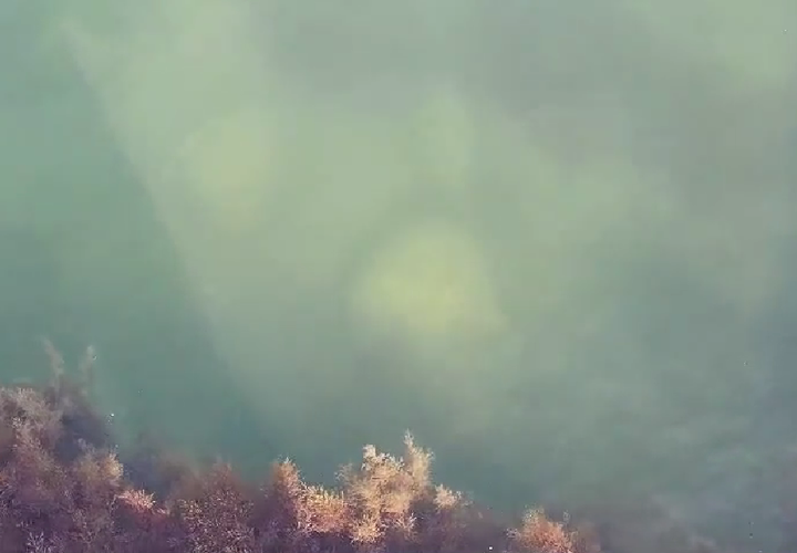 «Это не тот мазут»: в мэрии Сочи прокомментировали появление нефтепродуктов в прибрежной полосе