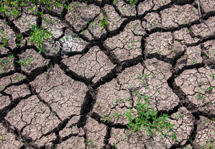 Краснодарский край будет просить правительство РФ продлить кредиты для аграриев в пострадавших от засухи районах