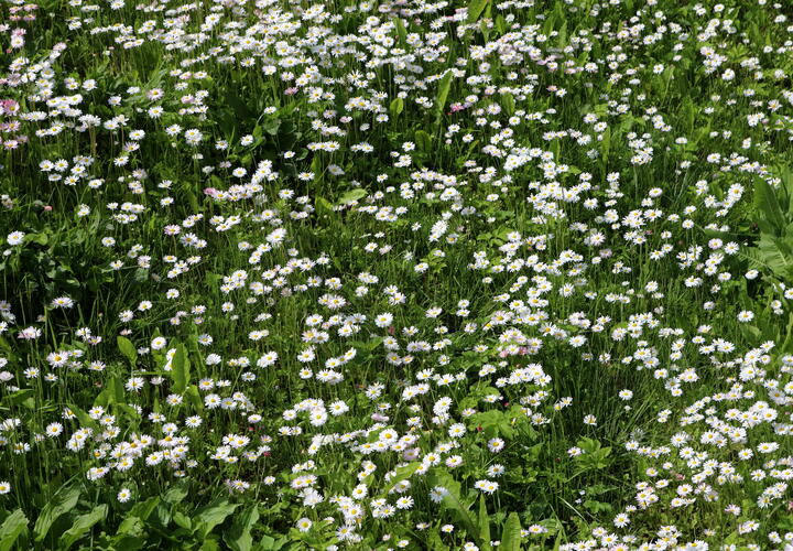 На Кубани пришлось ввести карантин из-за опасного растения, переносящего вирусы 