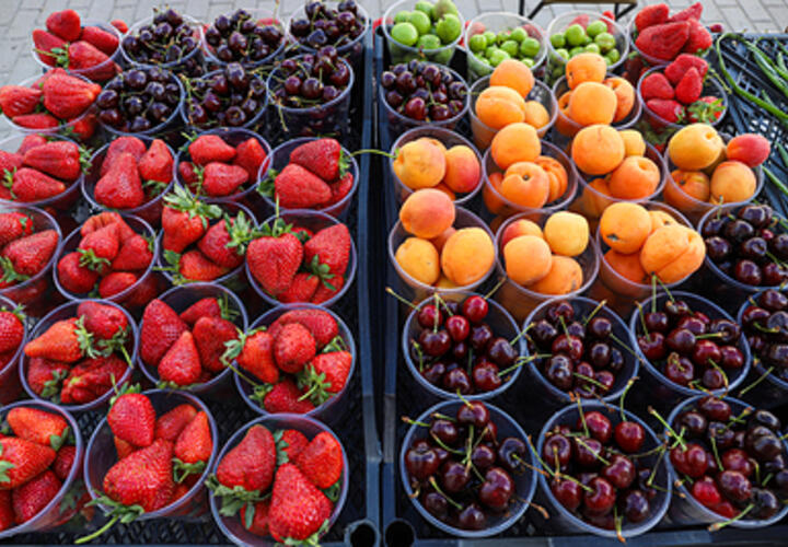 Названа причина очень плохого урожая черешни на Кубани