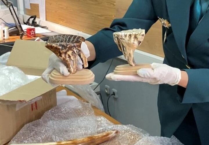 осылка из древности: житель Новороссийска пытался отправить в Дубай зубы и бивни доисторического мамонта