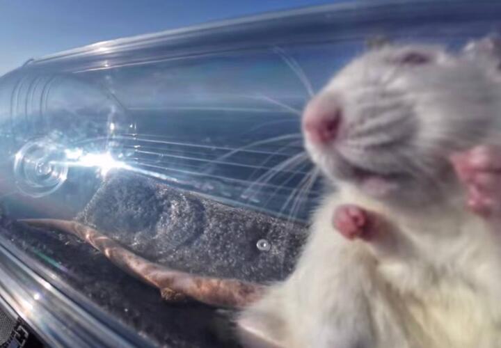 Российские учёные отправили в стратосферу крыс с вживлёнными нейроимплантами