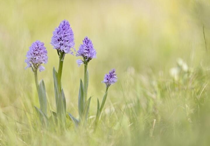 Синяк русский и астрагал Дмитрия: в Лабинском районе Кубани исследователи неожиданно обнаружили краснокнижные растения