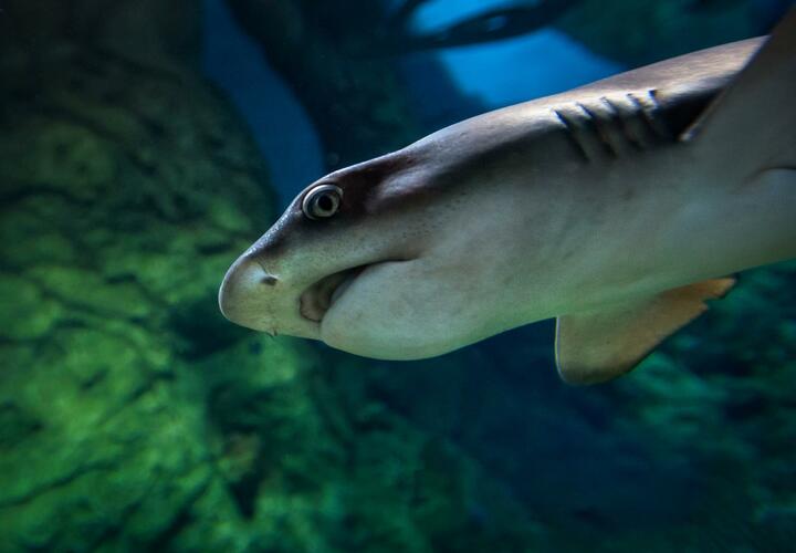 Страшные кадры: окровавленного мужчину после нападения акулы сняли на видео в Новороссийске 