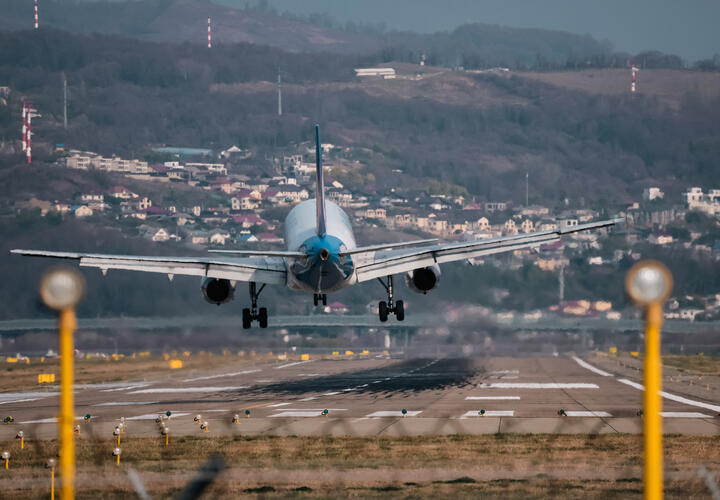 В аэропорт Сочи доставили армянский тархун с очень опасным насекомым