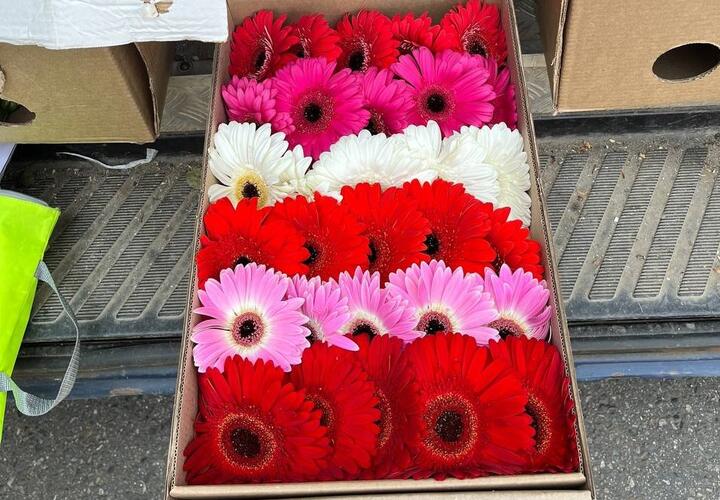 В аэропорту Сочи пришлось уничтожить более 2 тысяч гербер из Армении