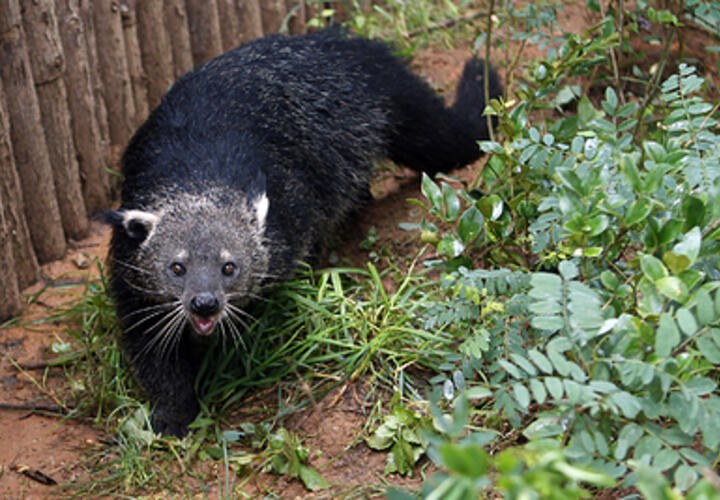 «Я его боюсь!»: странный зверь в краснодарском парке напугал прохожих