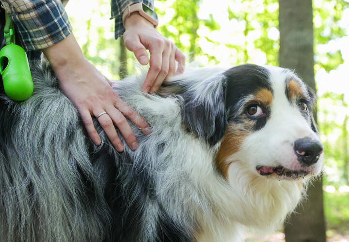 Запрет на посещение общественных мест с собаками вступил в силу сегодня на Кубани 