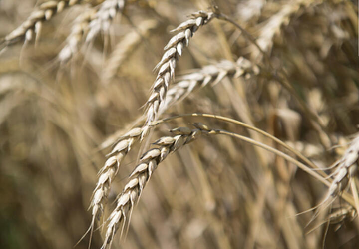 30 гектаров пшеницы подожгли на Кубани