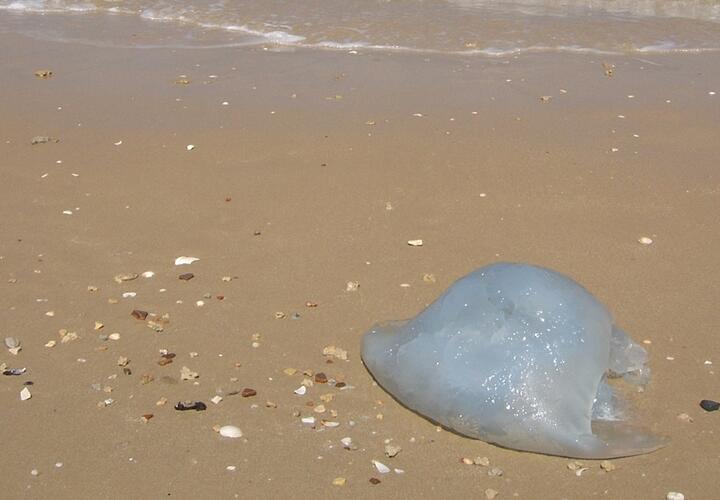 Эксперт назвал неочевидную опасность нашествия медуз на кубанских курортах