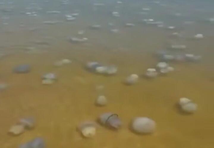 Гигантские синие медузы захватили пляжи Азовского моря и жалят туристов