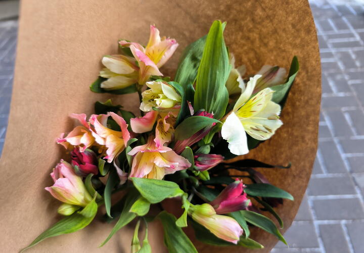 Цветочный трипс – это вредитель для многих растений, особенно для цветов и овощей