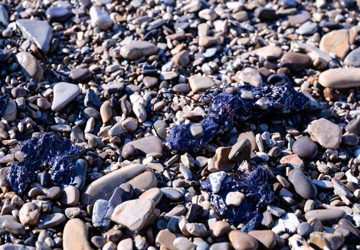 Люди уходят с пляжей Новороссийска перепачканные мазутом