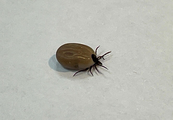 На Кубани с людей массово снимают смертельно опасных клещей