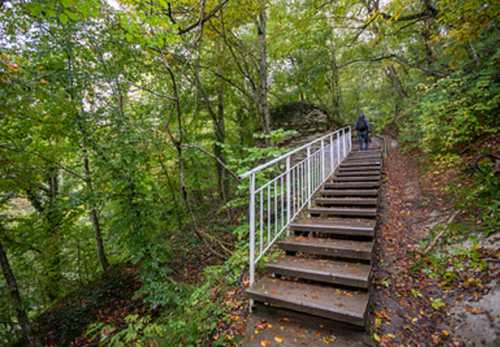 На Кубани сотрудник лесничества брал взятки за бездействие